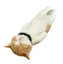 Honk_schooo