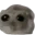 hamster