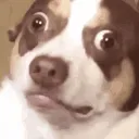 memegifpfp1