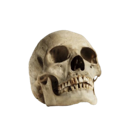 1skull Discord emoji