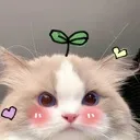 blush