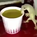 Salamander Salamander