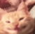 catsmile Discord emoji