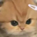 catangyyy Discord emoji