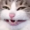 CatGrin_CF
