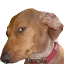 susdog