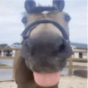 horseblehh