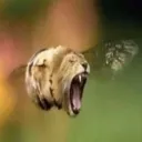 tigerbug