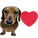 dog_heart