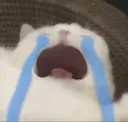 catcry