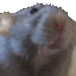 nomrat