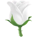 white_rose2