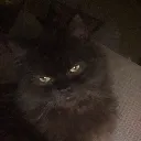 catdisappointed