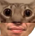 iO