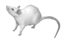 valerie_rat