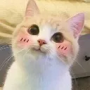 AUI_Catwow
