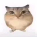 Cat_bababooey