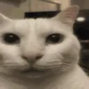 catAware