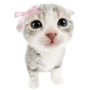 coquettecat