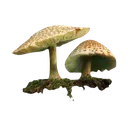 GREEN_MUSHROOM