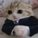 catbusiness