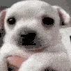 shakingwhitepuppy