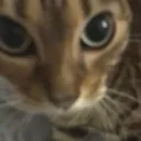 stare