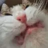 hnng