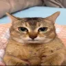 vro