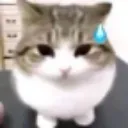 CB_stressedcat