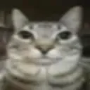 kittystare