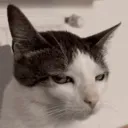 Bruh