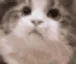 YES