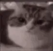 catexplode