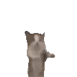 cutecat