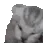 ae_catohno