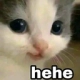 :Cat_Hehe: