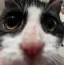 catjumpscare