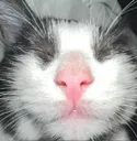 catflashbang