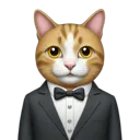 catinsuit