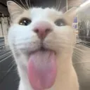cattongue cattongue