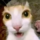 ohmaigaw