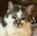 Poppy_Are_You_Kitten_Me