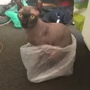 bagseven
