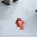 fishh fishh