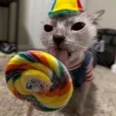 cxndy_cat cxndy_cat