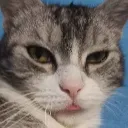 catBleh