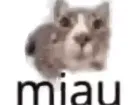 miau