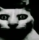 CatTrauma