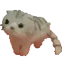 polite_cat